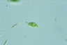 Euglena viridis