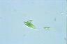 Euglena viridis