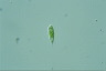 Euglena viridis