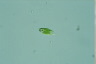 Euglena viridis