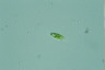 Euglena viridis