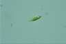 Euglena viridis