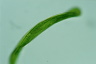 Euglena gigas