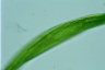 Euglena gigas