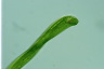 Euglena gigas