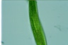 Euglena gigas