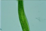 Euglena gigas