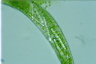 Euglena gigas