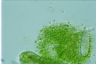 Euglena gigas