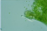 Euglena gigas