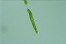 Euglena deses