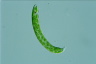 Euglena deses