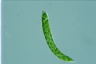 Euglena deses