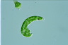 Euglena deses