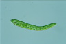 Euglena deses