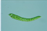 Euglena deses