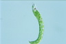 Euglena deses