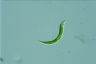 Euglena mutabilis