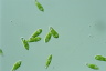 Euglena