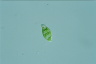 Euglena