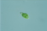 Euglena