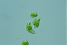 Euglena