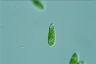 Euglena viridis