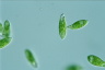 Euglena viridis