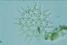 Pediastrum simplex