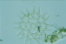 Pediastrum simplex