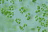 Tetraspora