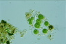 Gloeocystis