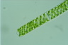 Spirogyra