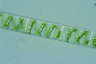 Spirogyra