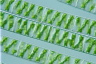 Spirogyra