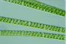 Spirogyra