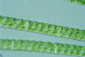 Spirogyra