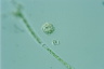 Pterocystis