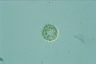 Choanocystis