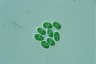 Glaucocystis nostochinearum