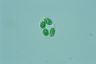 Glaucocystis nostochinearum