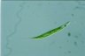 Euglena acus