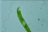 Euglena ehrenbergii