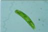 Euglena oxyuris