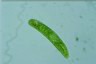 Euglena oxyuris