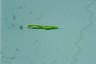 Euglena