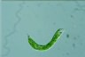 Euglena deses