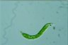 Euglena deses