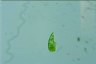 Euglena