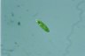 Euglena